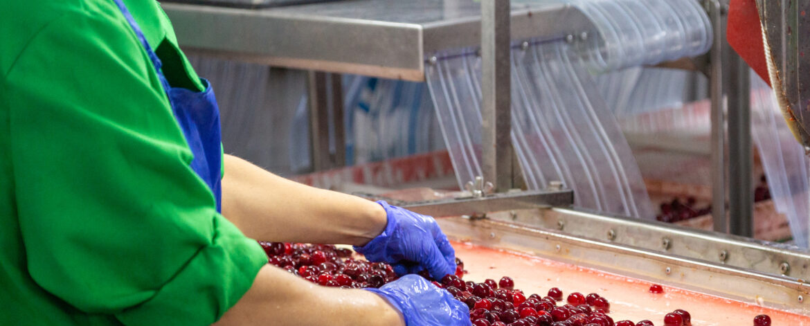 A worker in uniform sorts the berries on a conveyor belt.