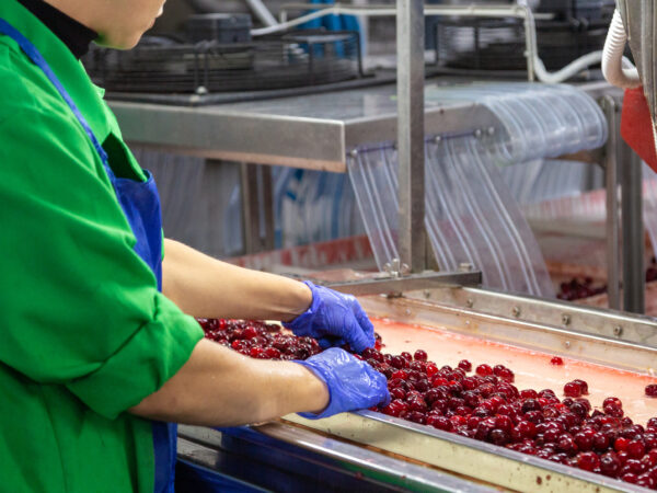 A worker in uniform sorts the berries on a conveyor belt.