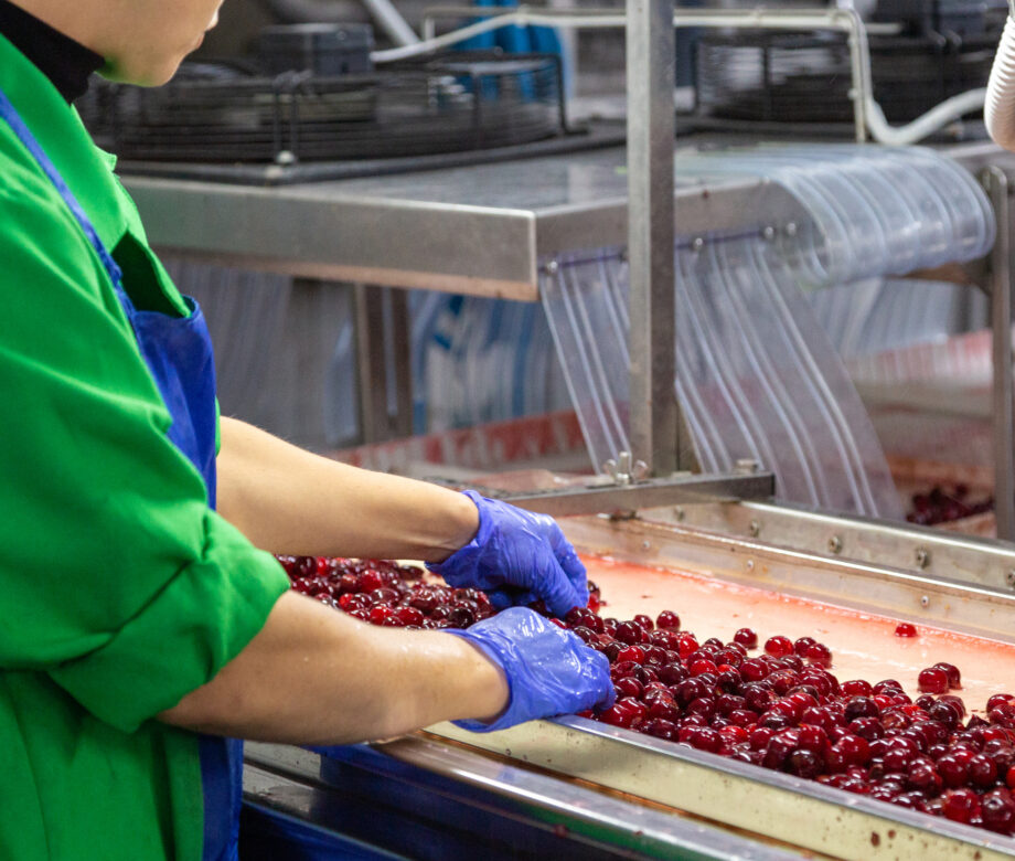 A worker in uniform sorts the berries on a conveyor belt.
